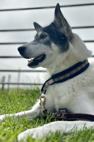 Hund med halsbånd fra Nesnalobben